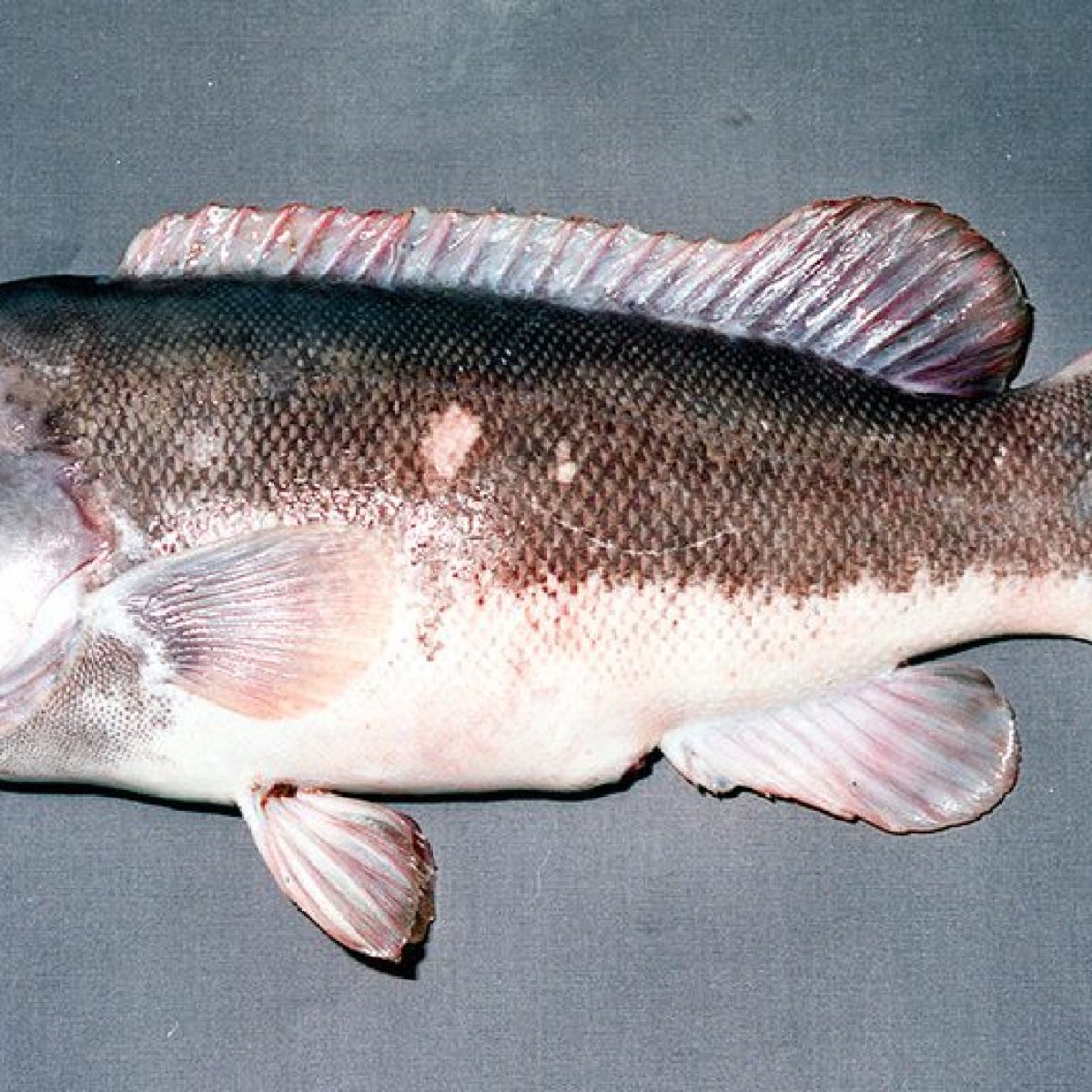 A fish with a dark back and lighter underbelly on a gray background.