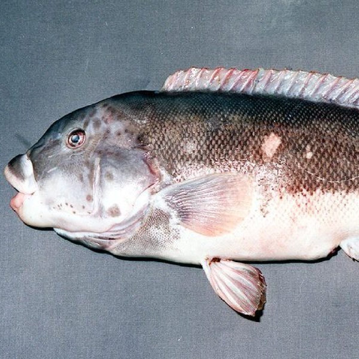 A fish with a dark back and lighter underbelly on a gray background.
