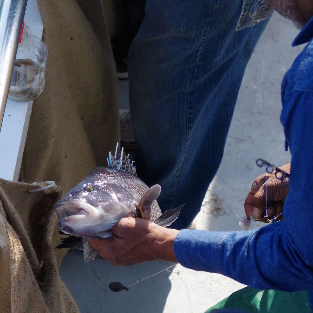 Man in blue shirt holding fish on boat deck.